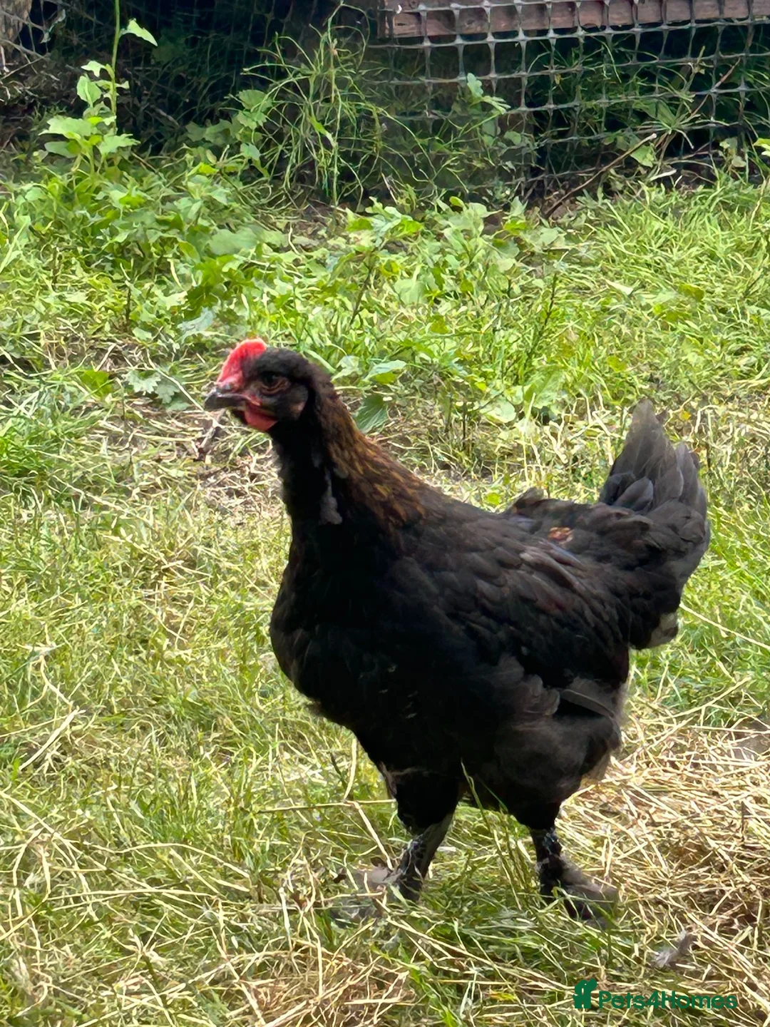 Chickens poultry for sale: CBM HYBRED COCKERALS  - Advert 4