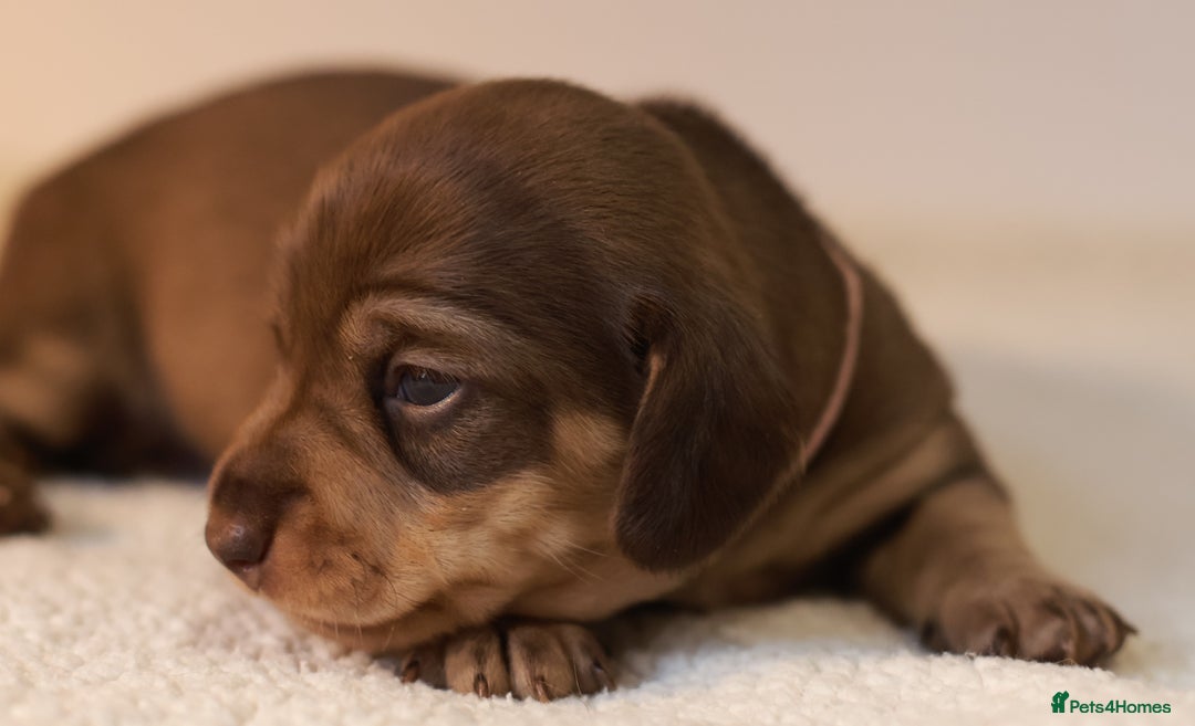 Miniature Dachshund dogs for sale: 5*Licensed+KC+PRAclear+VETchecked+Chocolate&Cream - Advert 21