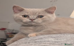 British Shorthair cats for sale: British Short hair Kittens - Image 4