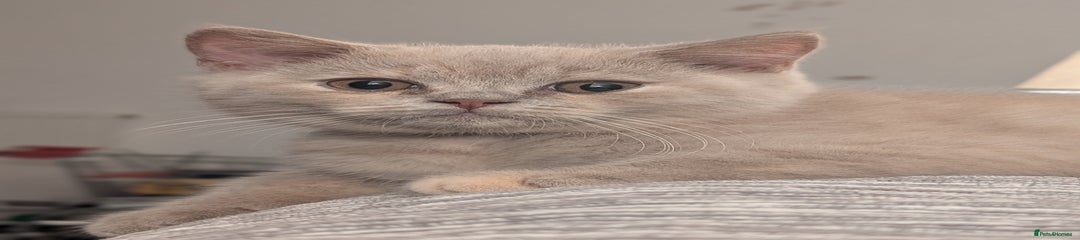 British Shorthair Kitten 1