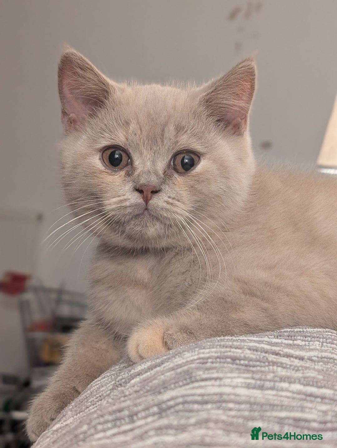 British Shorthair cats for sale: British Short hair Kittens - Image 4
