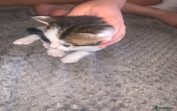 British Shorthair cats for sale: 6 litter mixed domestic kittens  - Image 16