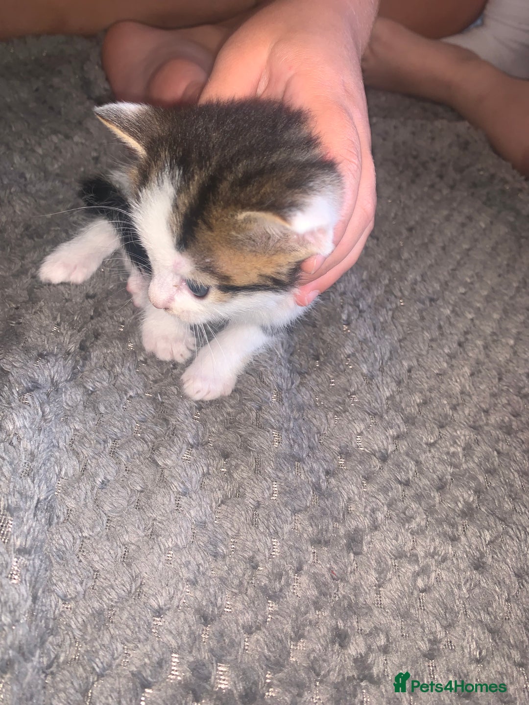 British Shorthair cats for sale: 6 litter mixed domestic kittens  - Image 16