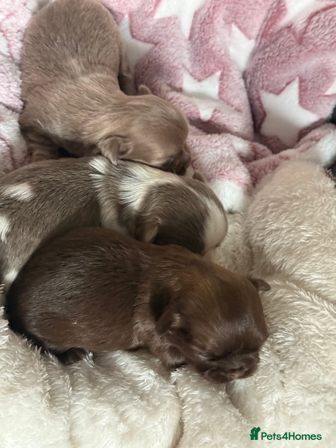 Shih Tzu dogs for sale: Super cute Shih tzu pups - Advert 10