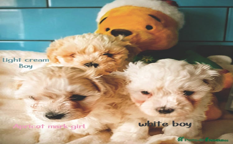 Maltipoo dogs - Advert 10