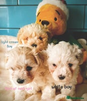 Maltipoo dogs F1 HEALTH TESTED TOY SIZE MALTIPOO PUPPIES - Advert 4