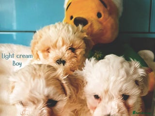 Maltipoo dogs F1 HEALTH TESTED QUALITY TOY MALTIPOO PUPPIES - Advert 7