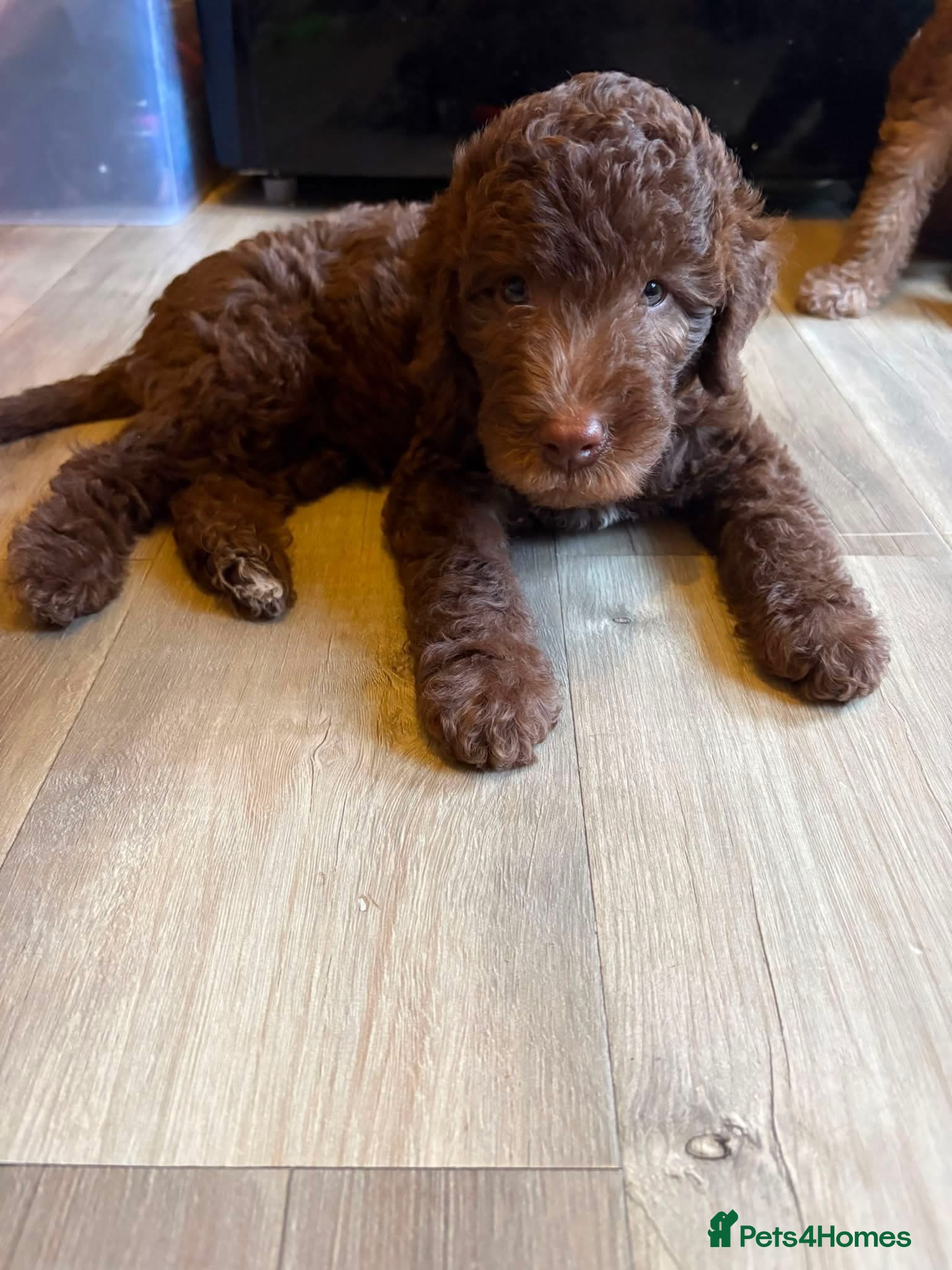 Bedlington Terrier dogs K.C Registered Bedlington Terriers **LAST BOY** - Advert 7