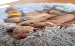 Labrador Retriever dogs for sale: Fox red labradors available now  - Advert 4