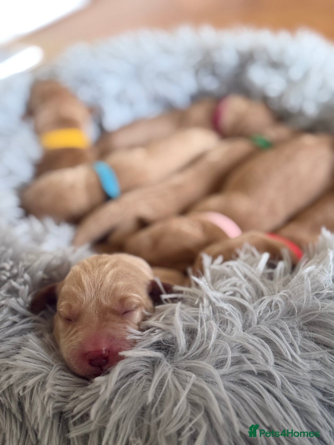 Labrador Retriever dogs for sale: Fox red labradors available now  - Advert 4