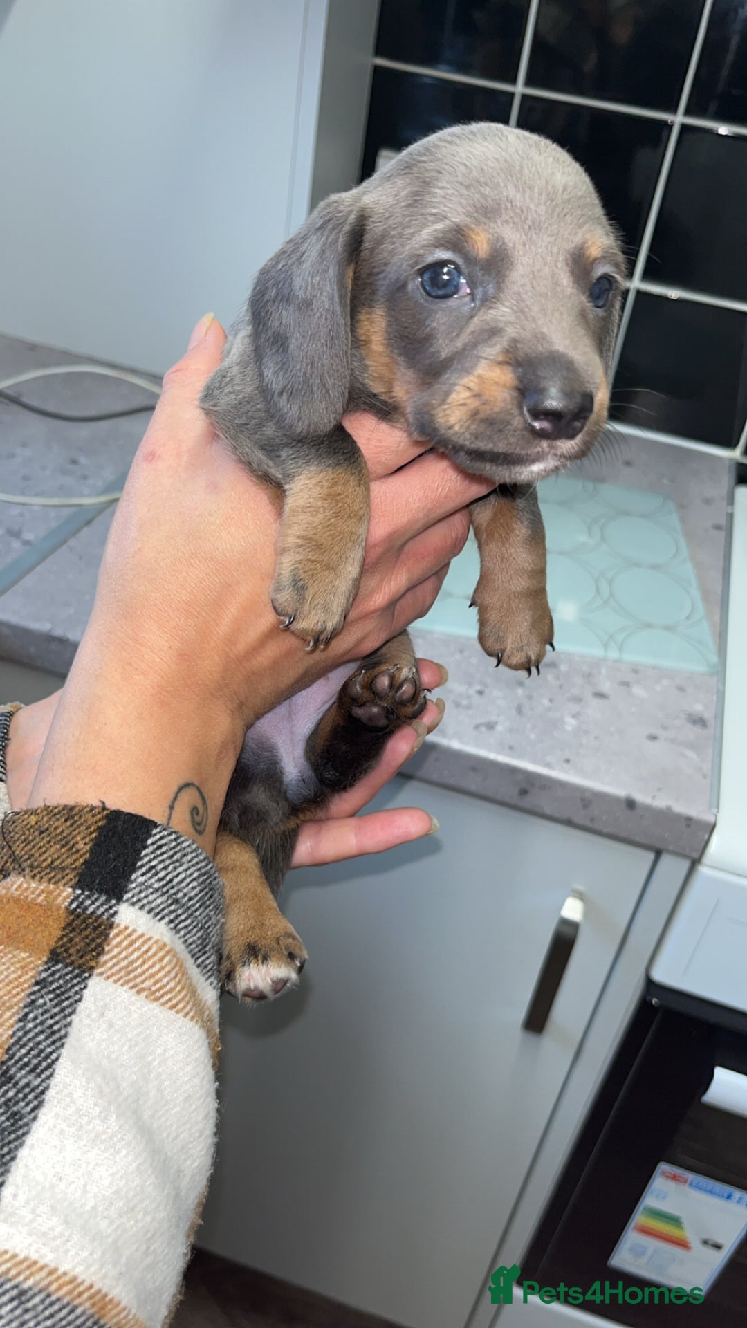 Dachshund dogs for sale: 🩶Silver miniature dachshunds litter READY TO GO🩶 - Image 16