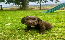 Cocker Spaniel dogs for sale: KC Registered Working Cocker Spaniel Puppies - Image 12