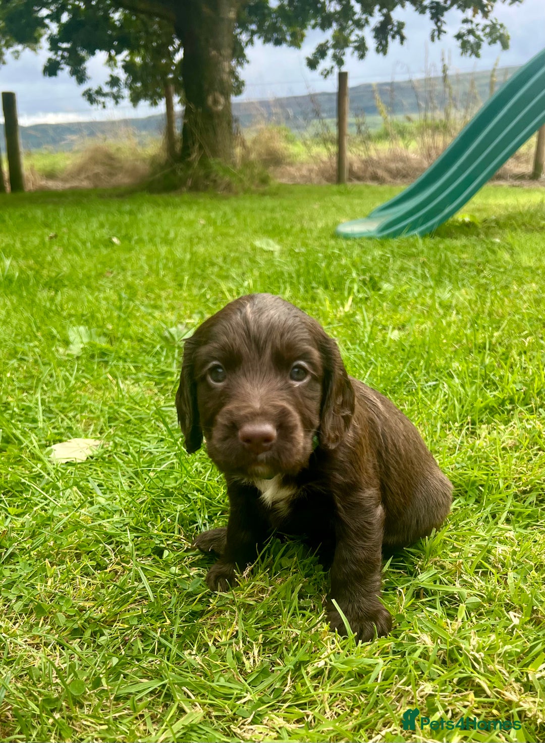 Cocker Spaniel dogs for sale: KC Registered Working Cocker Spaniel Puppies - Image 12