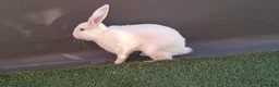 English Lop rabbits for sale: Rabbit for sale.£40 - Advert 3