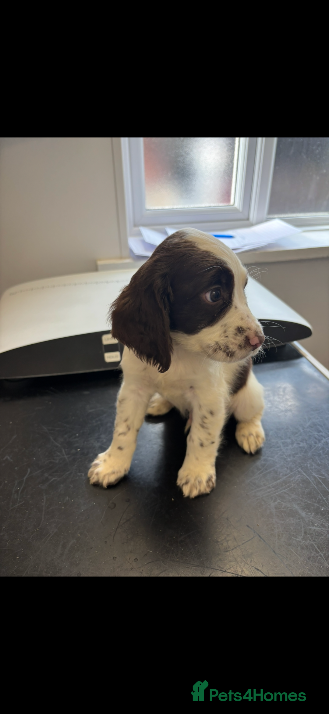 Cocker Spaniel dogs for sale: Cocker spaniel  - Image 12
