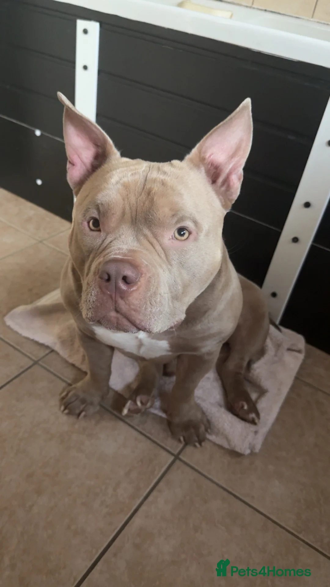 American Bully dogs for sale: Pocket bully  - Advert 1