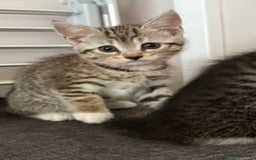 Mixed Breed cats for sale: Silver & brown British shorthair / bengal kittens  - Image 13