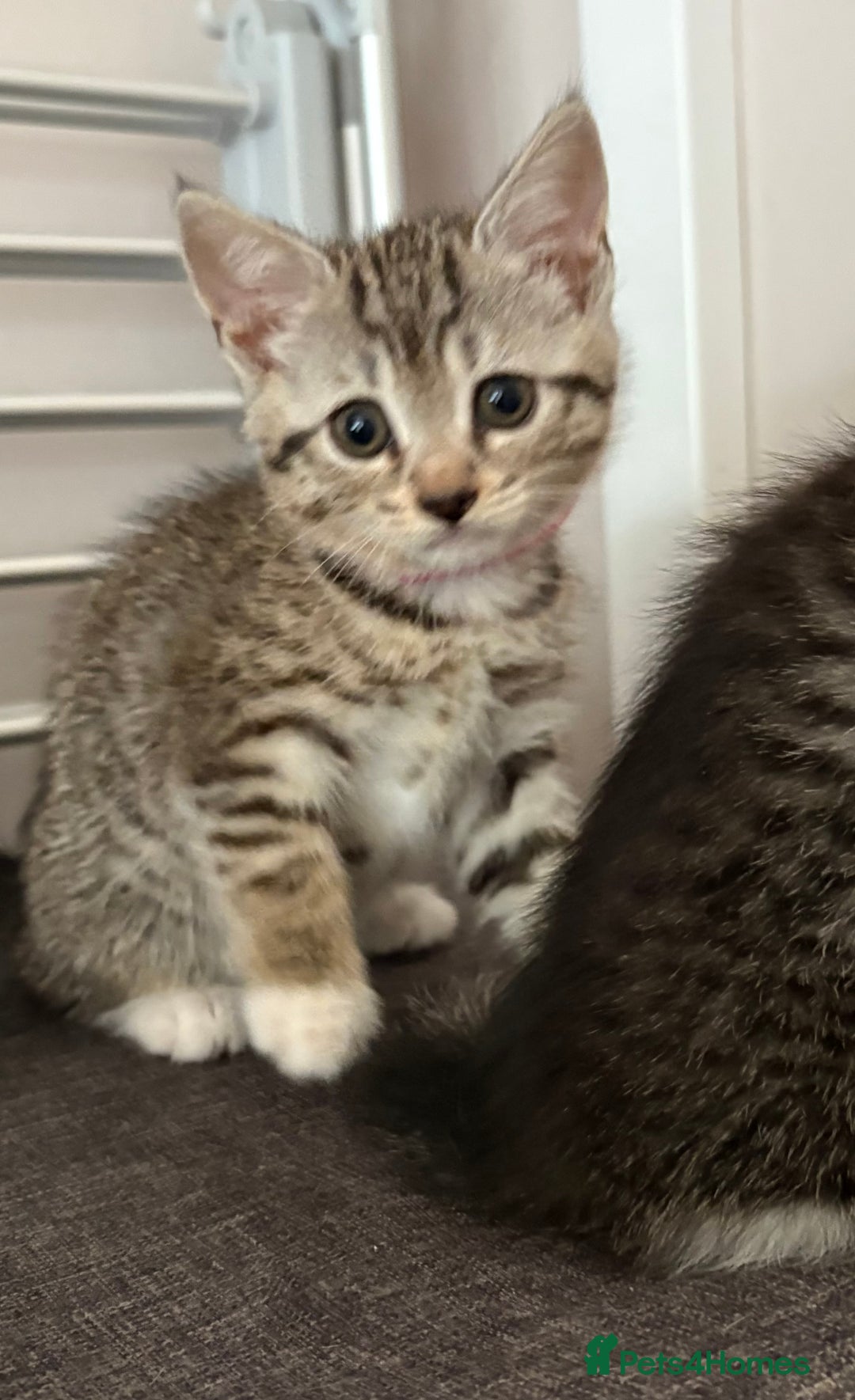 Mixed Breed cats for sale: Silver & brown British shorthair / bengal kittens  - Image 13