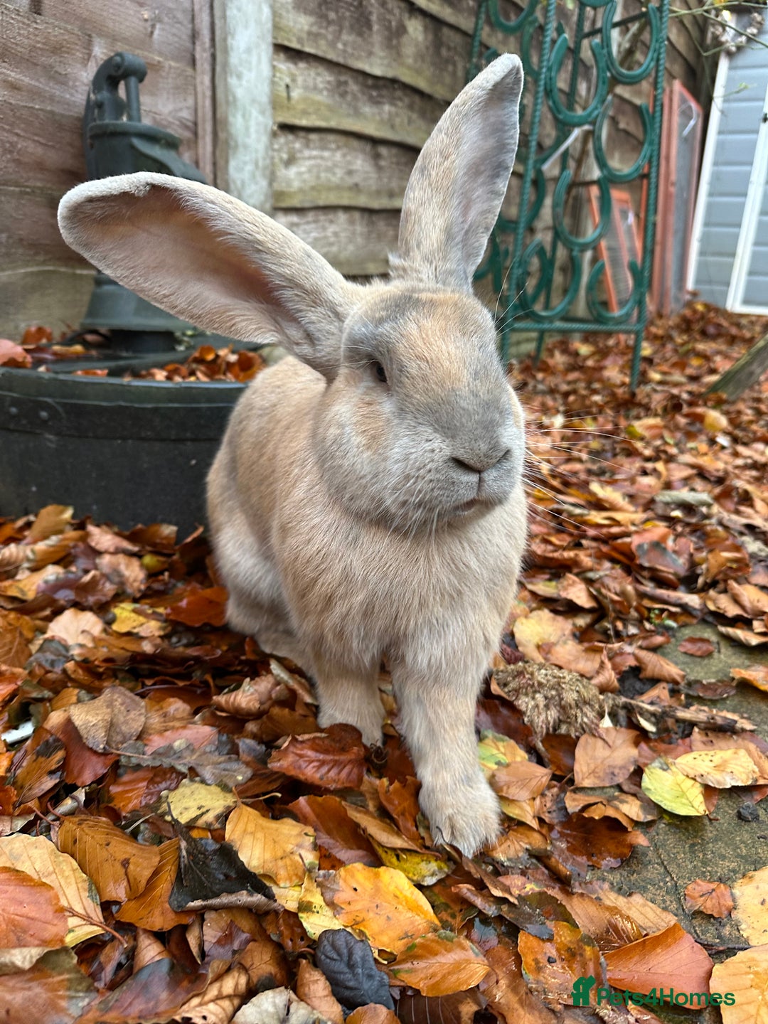 Continental Giant rabbits for sale: Ready now 1 doe bucks harlequin continentals  - Image 5