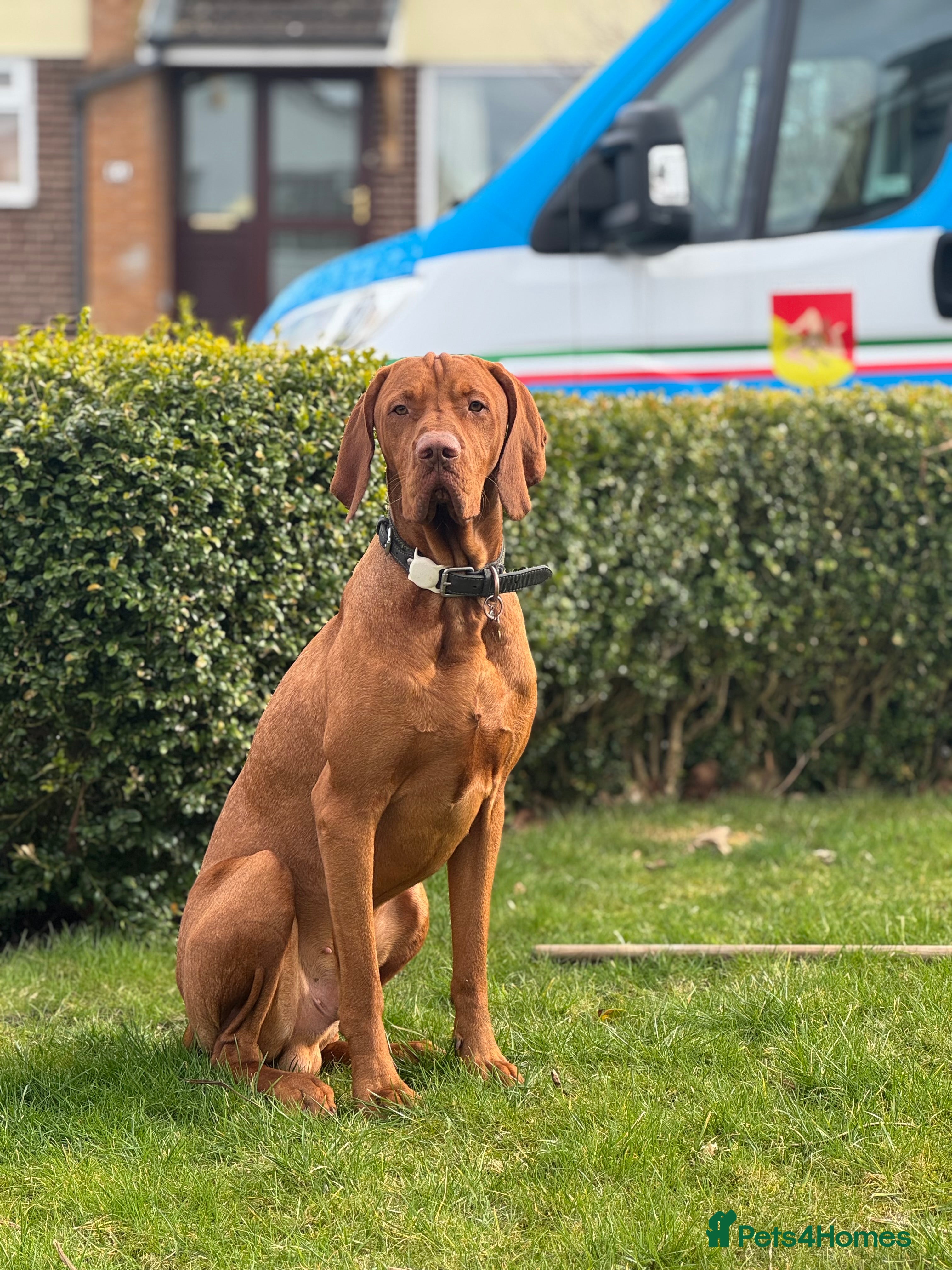 Hungarian Vizsla dogs My Gorgeous Vincenzo is looking for love ❤️  - Advert 1