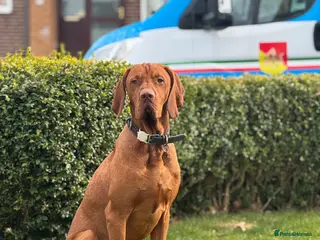 Hungarian Vizsla dogs My Gorgeous Vincenzo is looking for love ❤️ - Advert 1