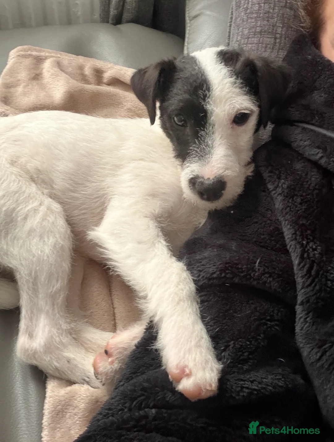 Parson Russell dogs for sale: Parson Pup - Advert 5