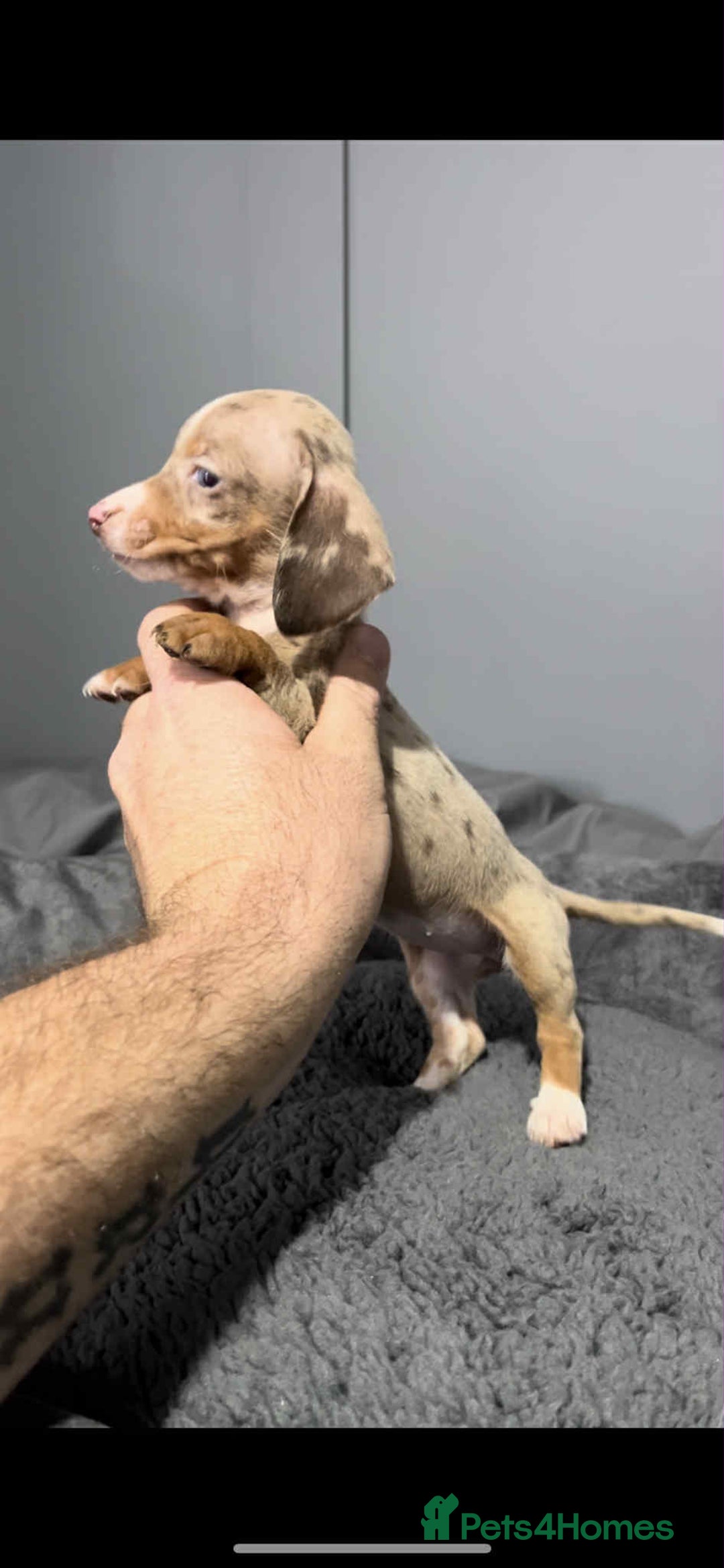 Miniature Dachshund dogs for sale: Miniature dachshund puppies   - Image 3