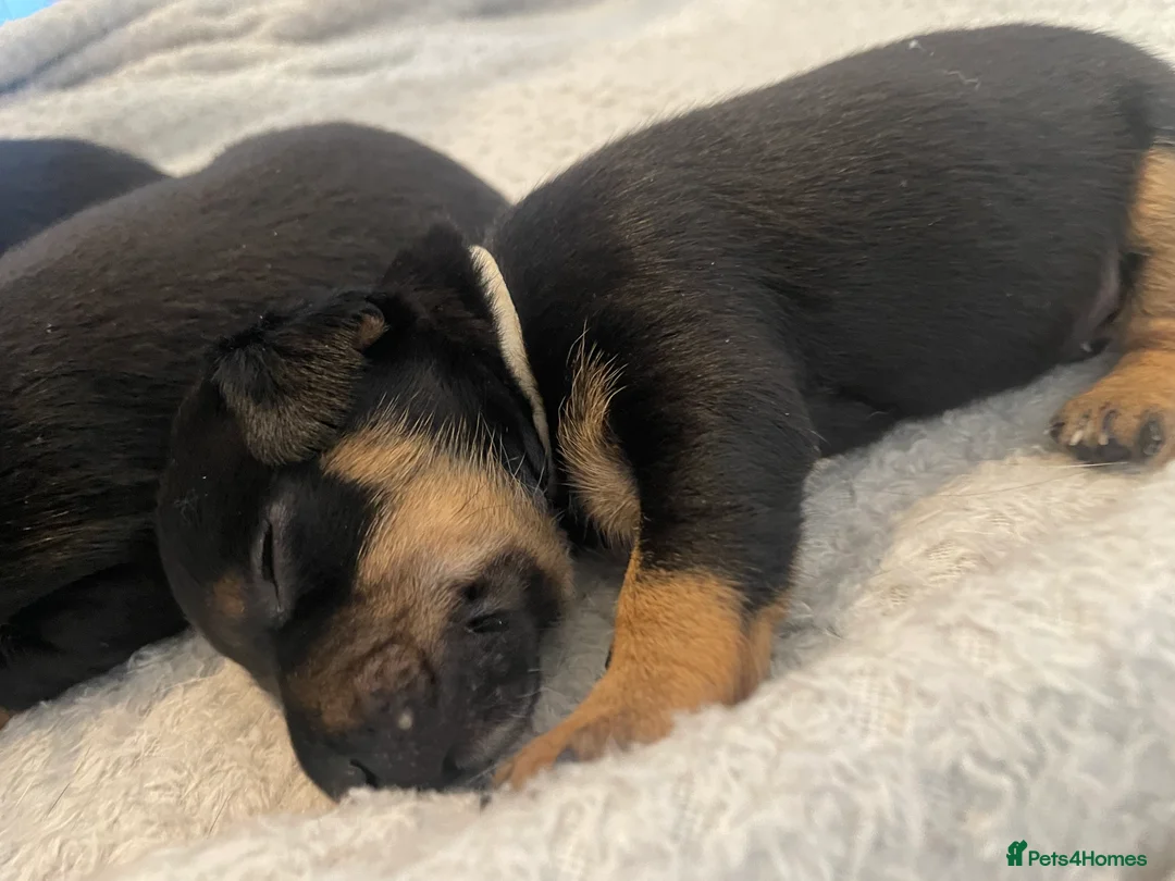 Jack Russell dogs for sale: Jack Russell Puppy - Advert 5