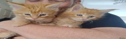 Maine Coon cats for sale: 4 Beautiful Full Maine Coon Kittens Ginger Girl - Advert 17