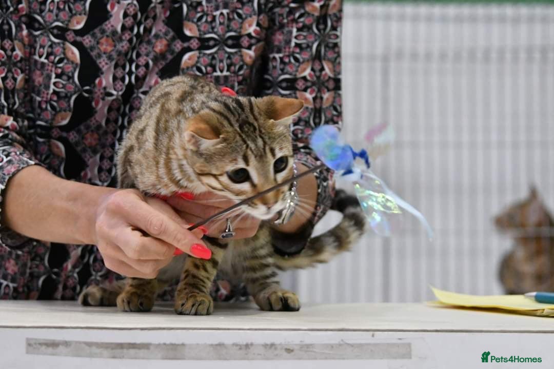 Bengal cats for sale: 🔥Retired Bengal Queen imported from france 🔥 - Image 12