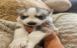 Siberian Husky dogs for sale: BEAUTIFUL SIBERIAN HUSKIES  - Image 5