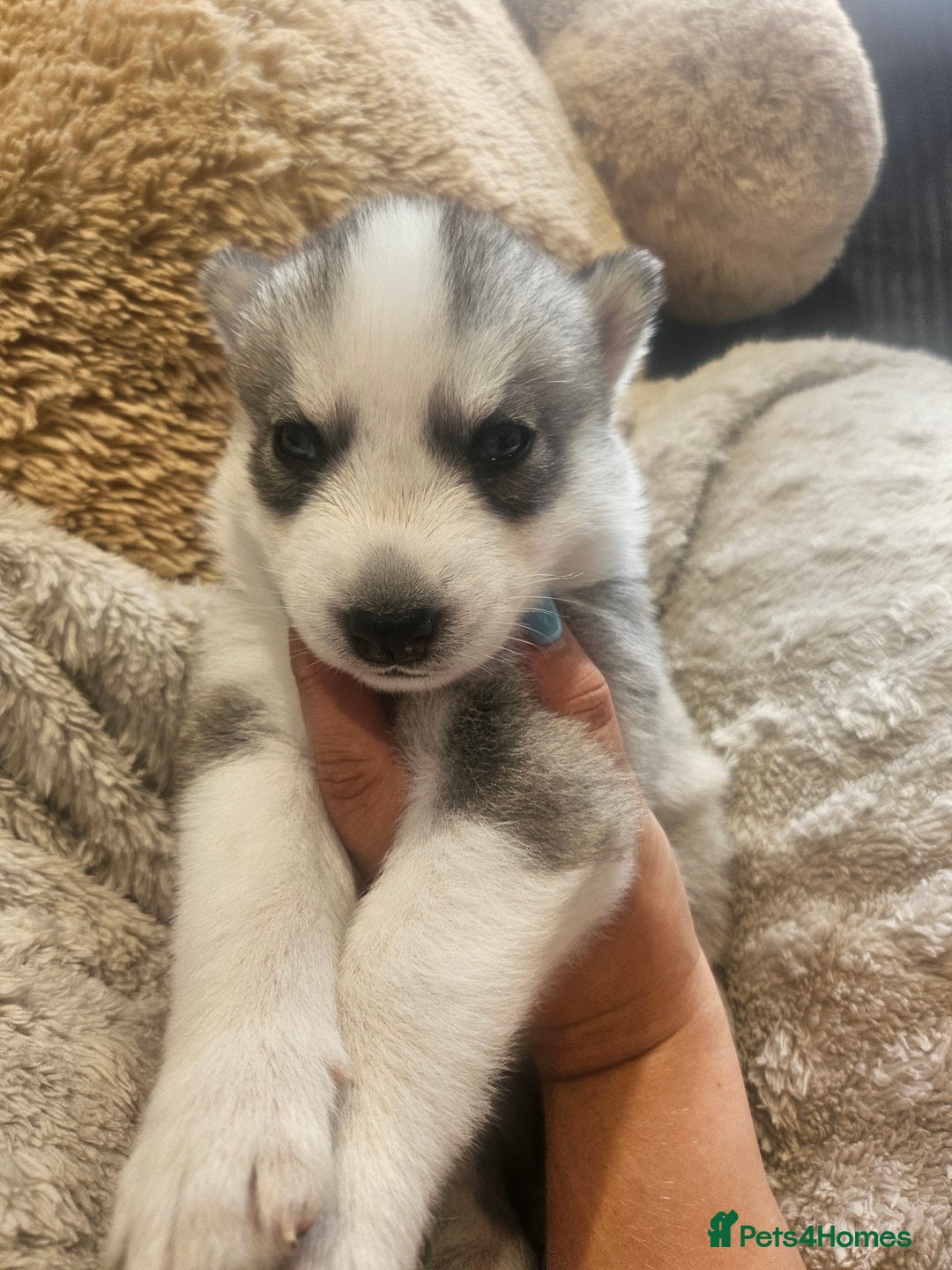 Siberian Husky dogs for sale: BEAUTIFUL SIBERIAN HUSKIES  - Image 5