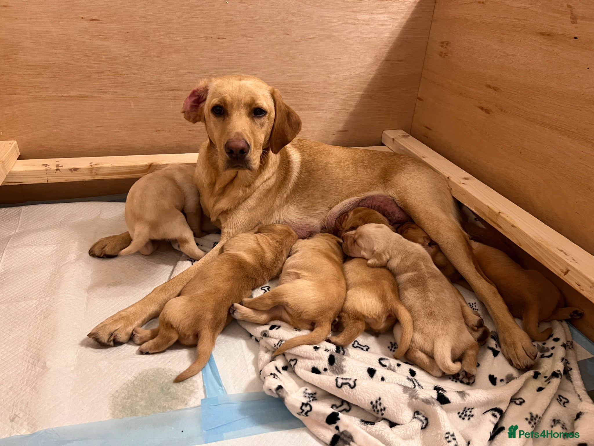 Labrador Retriever dogs for sale: Beautiful Labradors puppy’s looking for a new home - Advert 1