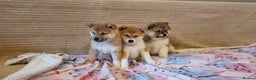 Japanese Shiba Inu dogs for sale: Beautiful Japanese Shiba Inu Puppies - Advert 5