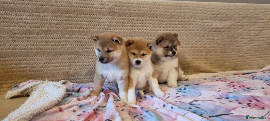 Japanese Shiba Inu dogs for sale: Beautiful Japanese Shiba Inu Puppies - Image 5