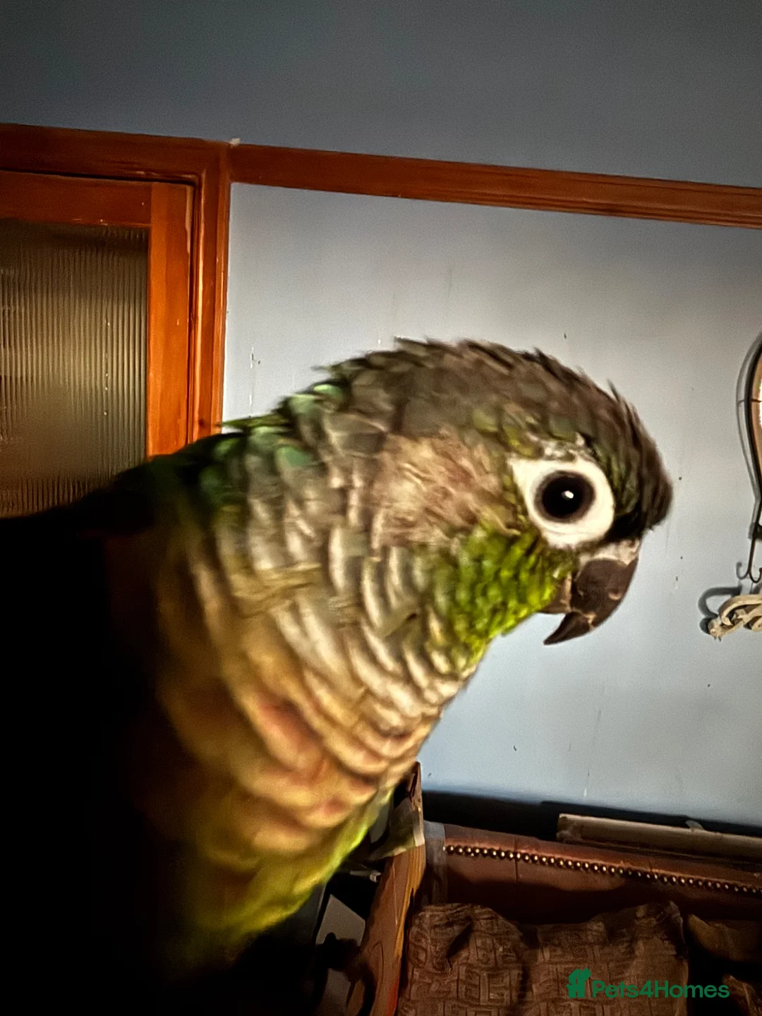 Conures birds for sale: Lovely Conures  - Advert 14