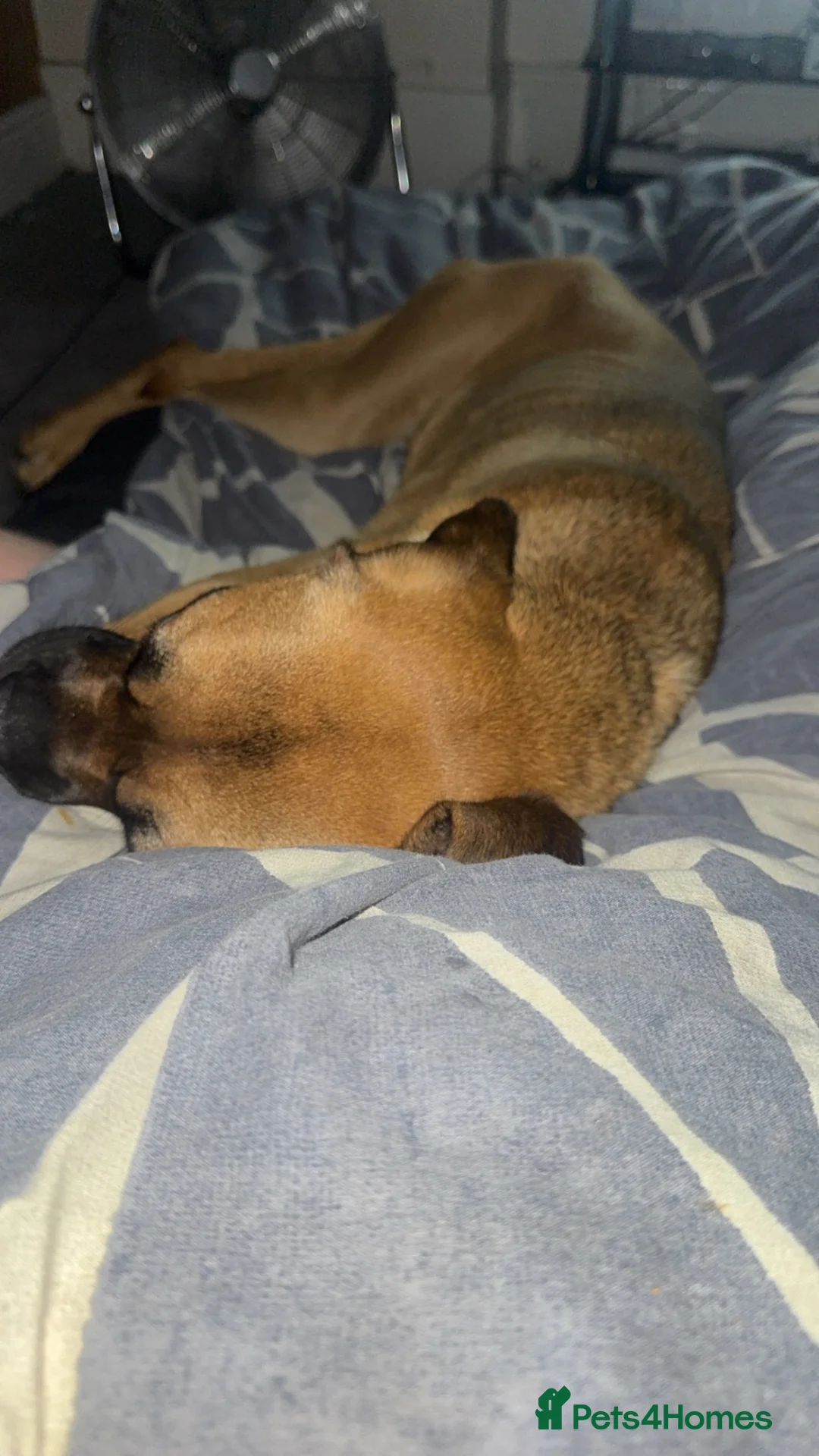 Cane Corso dogs for sale: Scarlett - Advert 3
