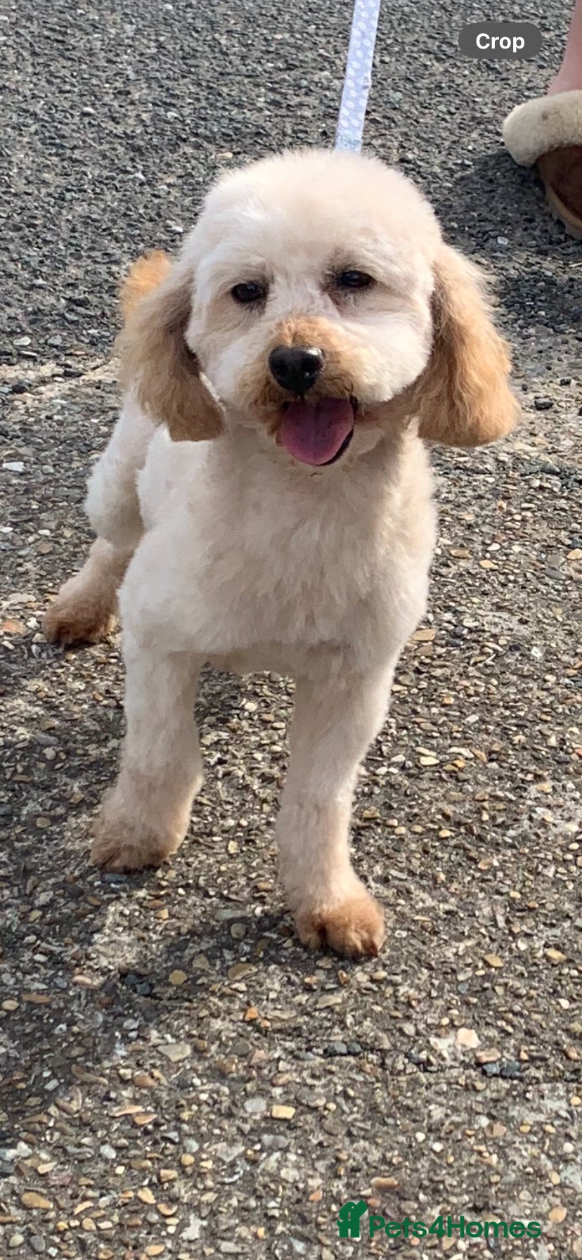Toy Poodle dogs 🐩Ready for Walks Quality Toy Poodle. 🐩 - Advert 2