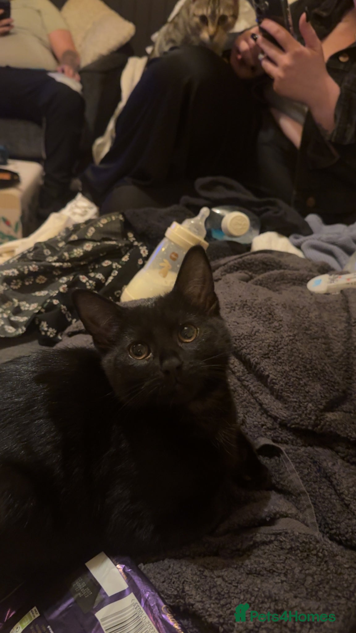 Mixed Breed cats 15 weeks rehoming  - Advert 1