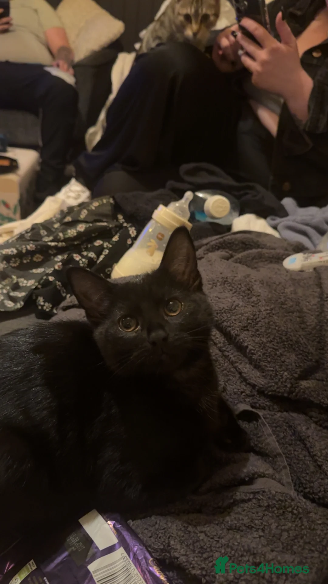 Mixed Breed cats for sale: 15 weeks rehoming  in Hull - Advert 1