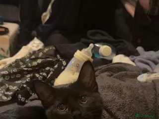 Mixed Breed cats 15 weeks rehoming - Advert 1