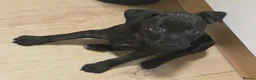 Patterdale Terrier dogs for sale: Patterdale Puppies - 5 Beautiful Bitches - Advert 20