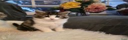 Mixed Breed cats for sale: Adorable Ragdoll X Norwegian forest Kittens  - Advert 5