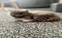 British Shorthair cats for sale: 3 Gorgeous BSH kittens looking to be rehomed. - Image 4