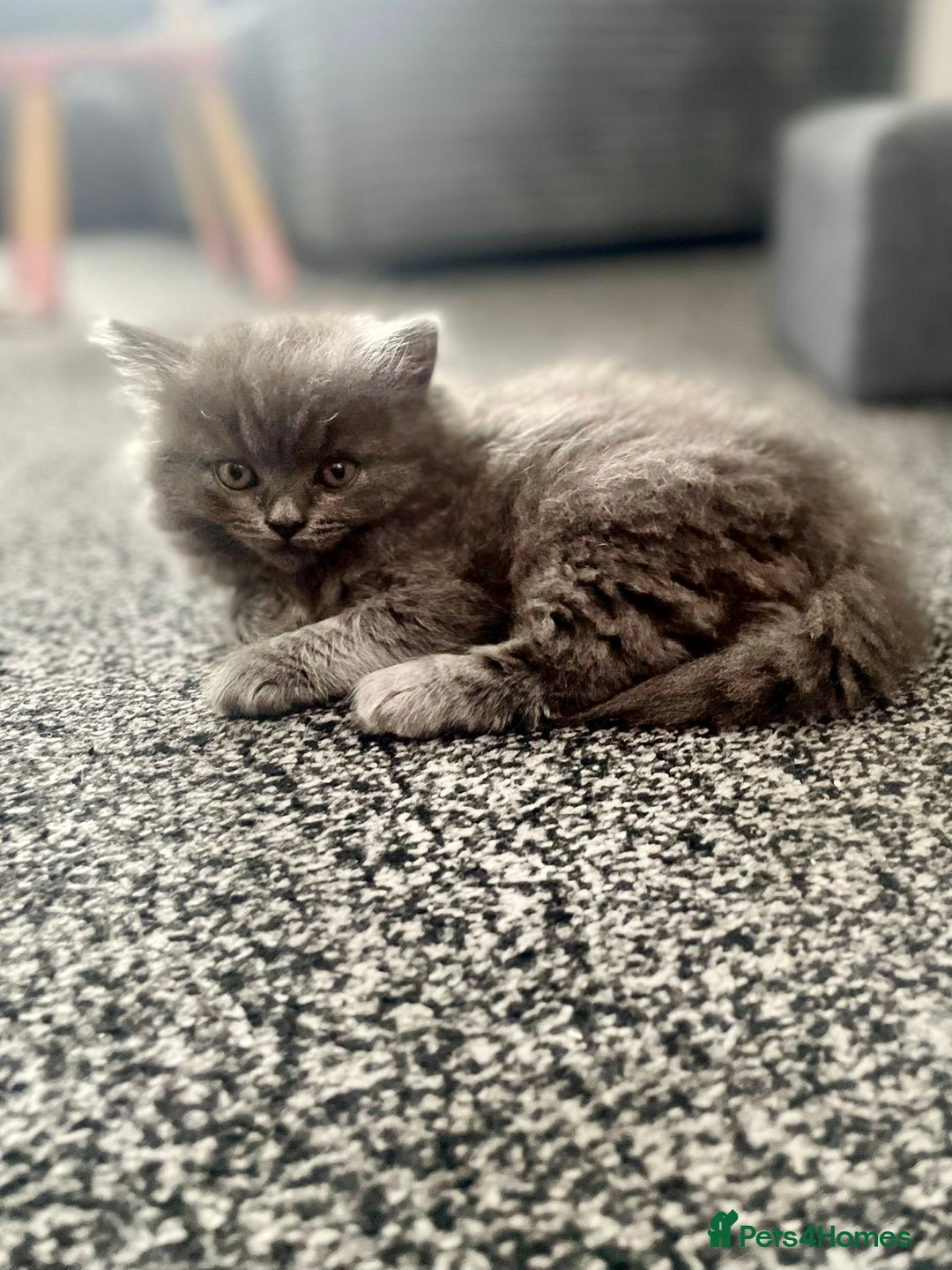 British Shorthair cats for sale: 3 Gorgeous BSH kittens looking to be rehomed. - Image 4
