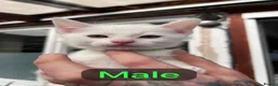 Mixed Breed cats for sale: Kittens from my Khao Manee looking for a home in Hounslow - Advert 13
