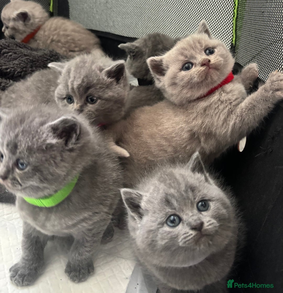 British Shorthair cats for sale: British Shorthair kittens  - Advert 5
