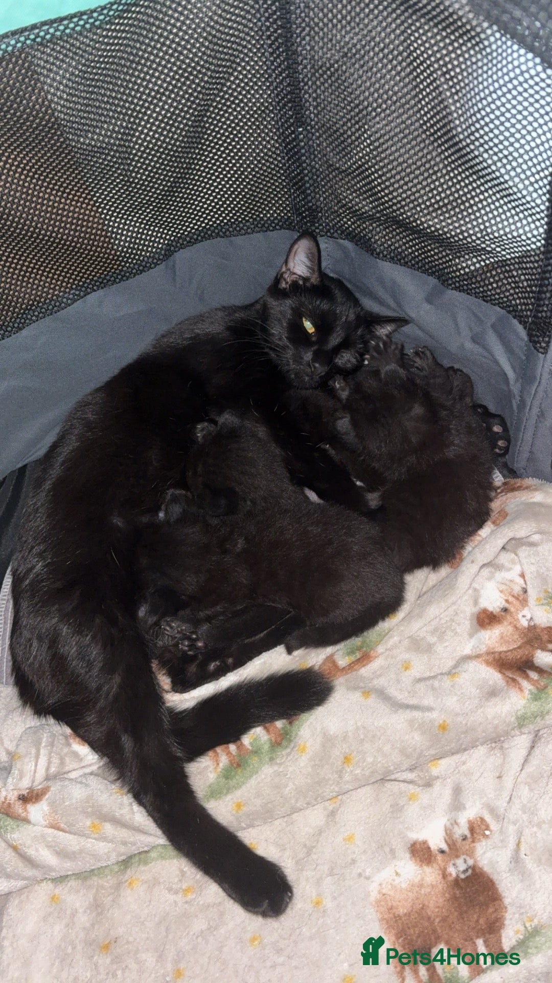 Domestic Shorthair cats Four black kittens  - Advert 12
