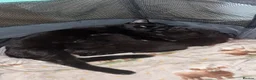 Domestic Shorthair cats for sale: Four black kittens  in Peterborough - Advert 1