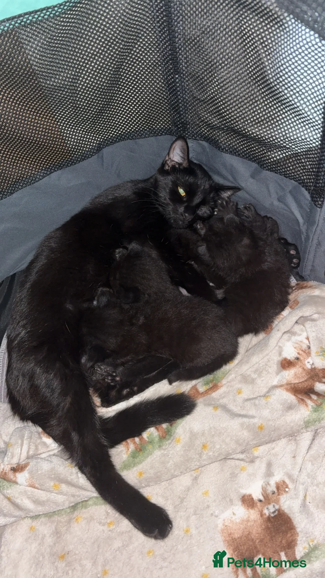 Domestic Shorthair cats for sale: Four black kittens  in Peterborough - Advert 1